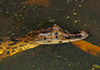 Caiman latirostris